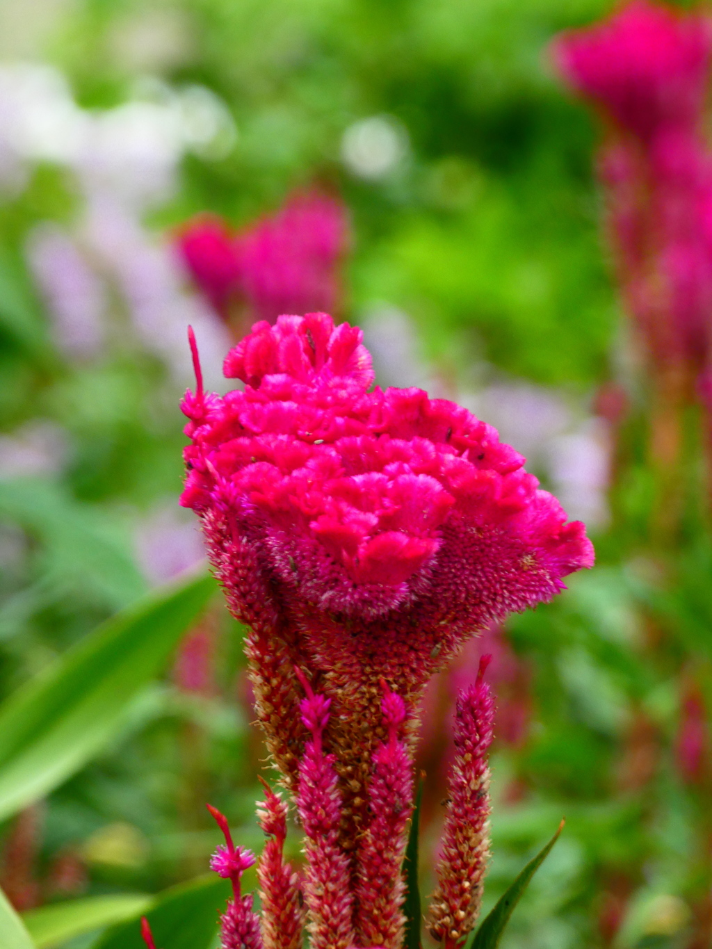 中庭花壇のケイトウ