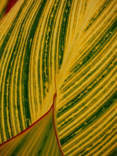 カンナの葉の色変わり