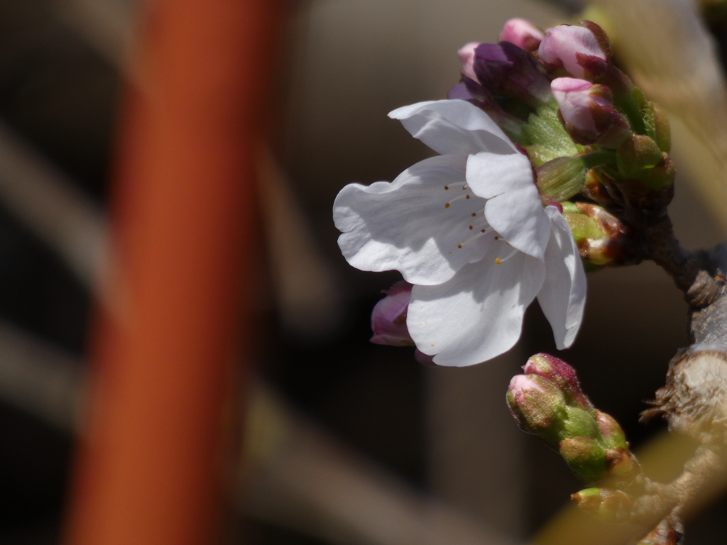 近所の大島桜