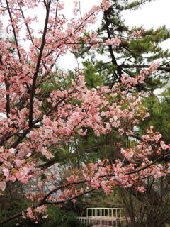 淀城跡公園の桜