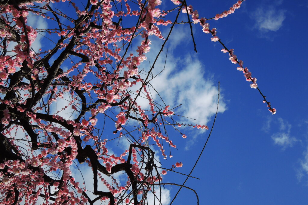 しだれ梅と青空