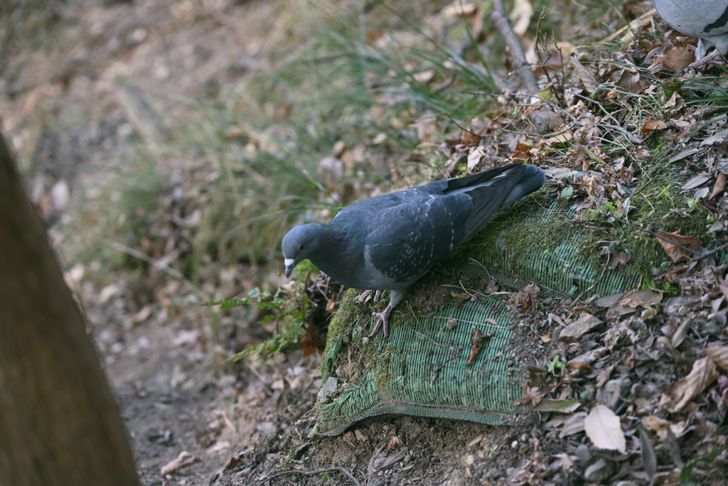 鳩