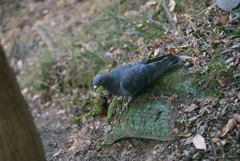 鳩