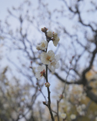 これから咲く白梅