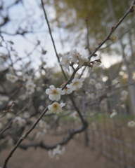 万博記念公園の梅林へ