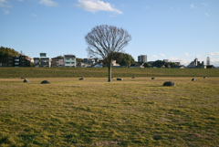 公園の木