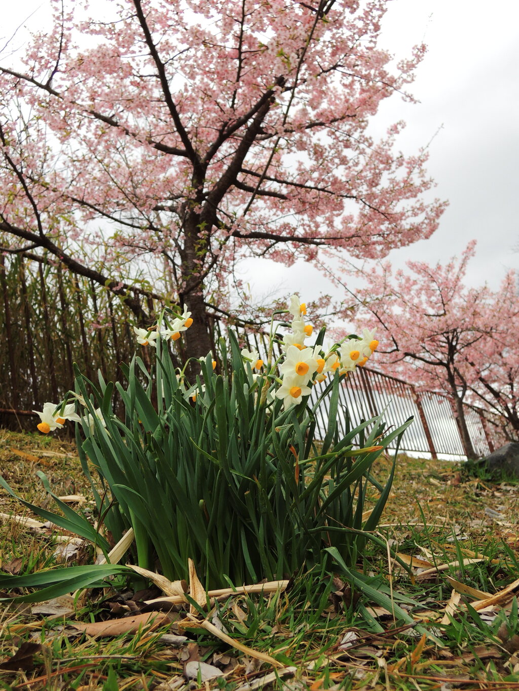 淀城跡公園の桜と水仙