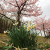 淀城跡公園の桜と水仙