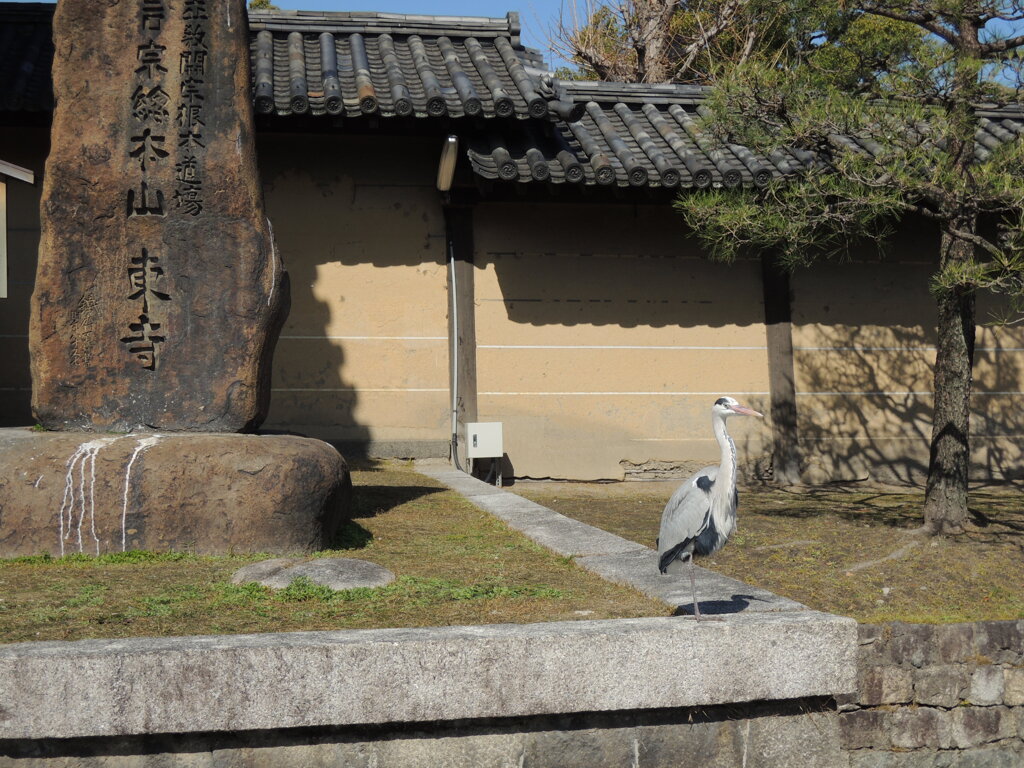 東寺のアオサギ