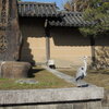 東寺のアオサギ