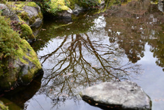 池に映る木