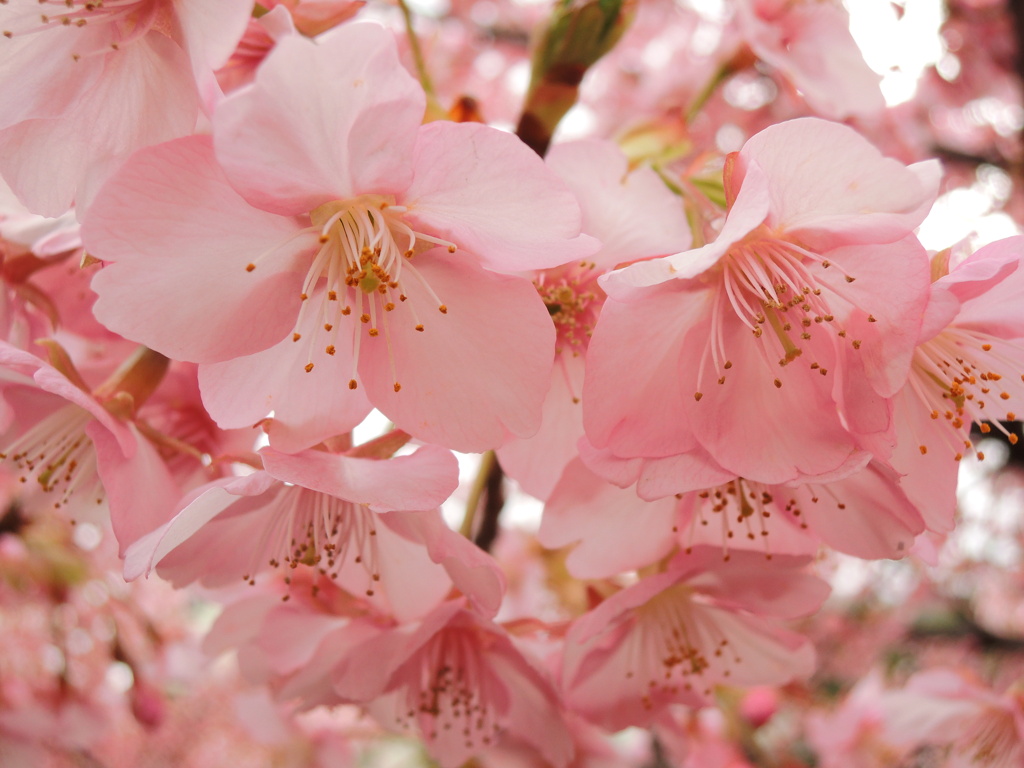 淀の河津桜