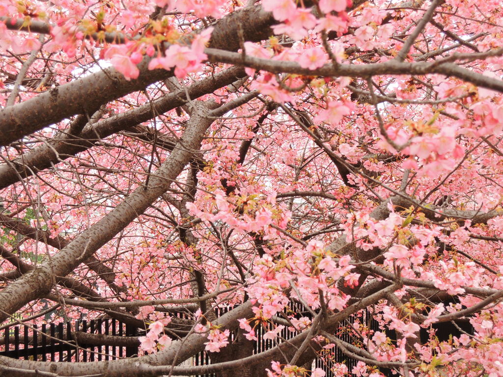 淀の河津桜3