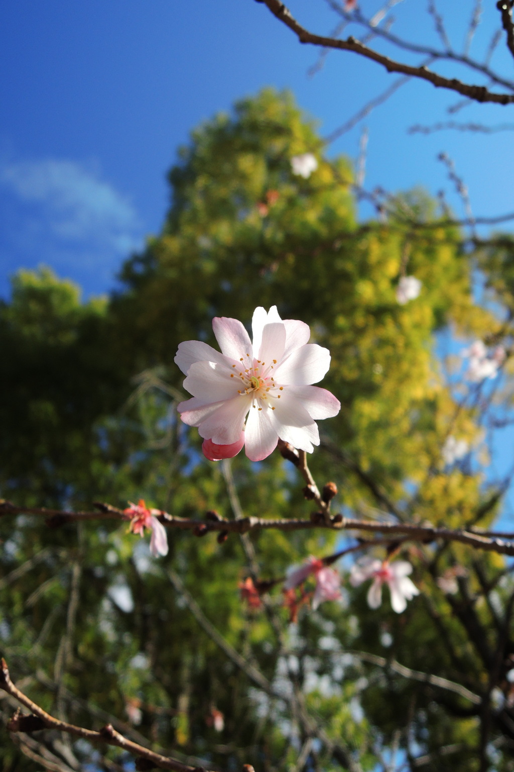 桜かな？