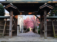 お寺の参道を彩る