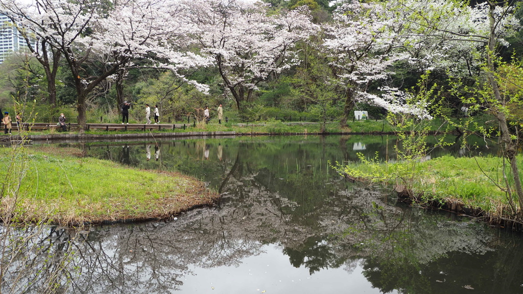 白金台の桜　4