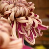 菊花展にて（艶やか）