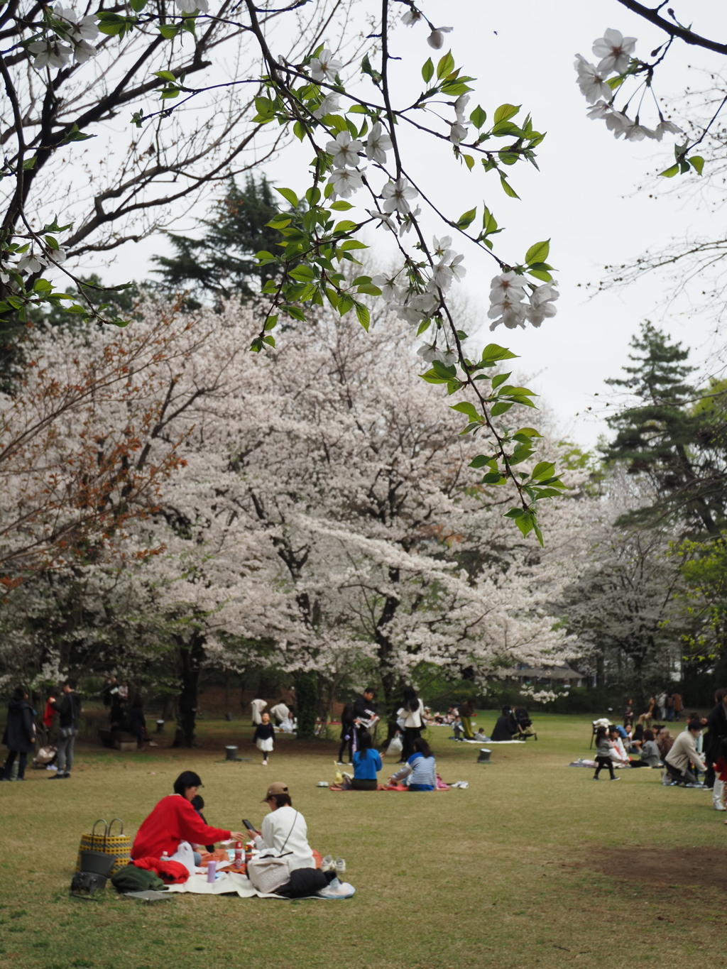 白金台の桜　7
