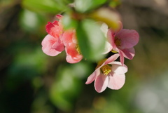 木瓜の花