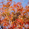 百日紅の実