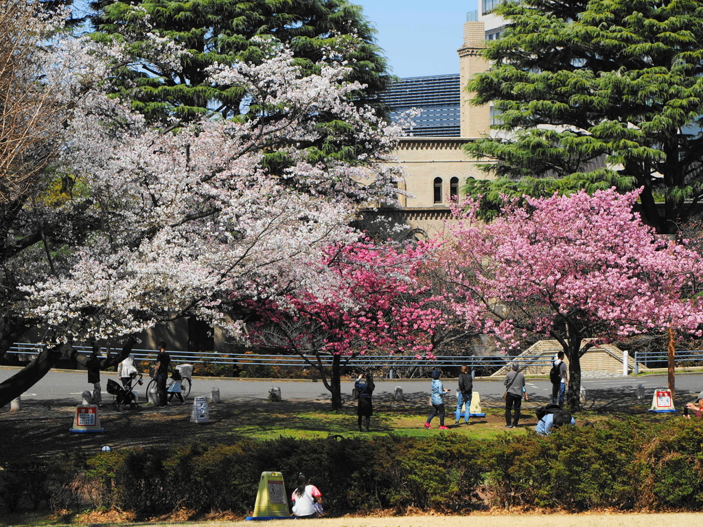大学の早咲き桜
