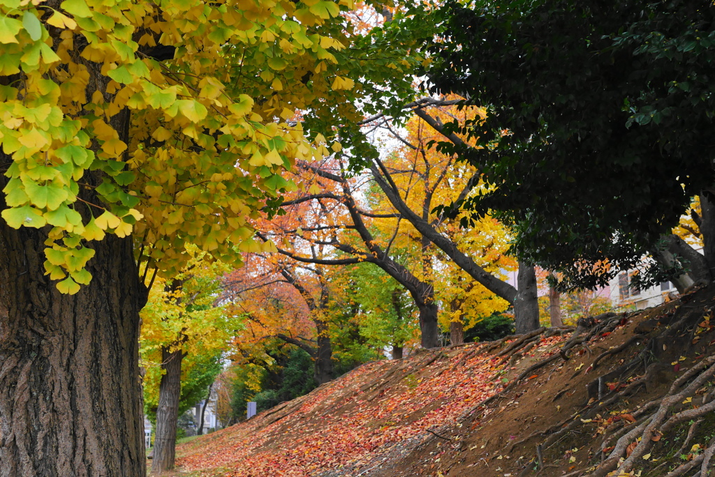 休日の大学散歩2