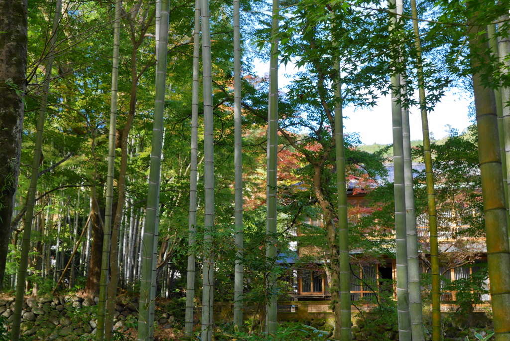 竹林から覗く老舗旅館