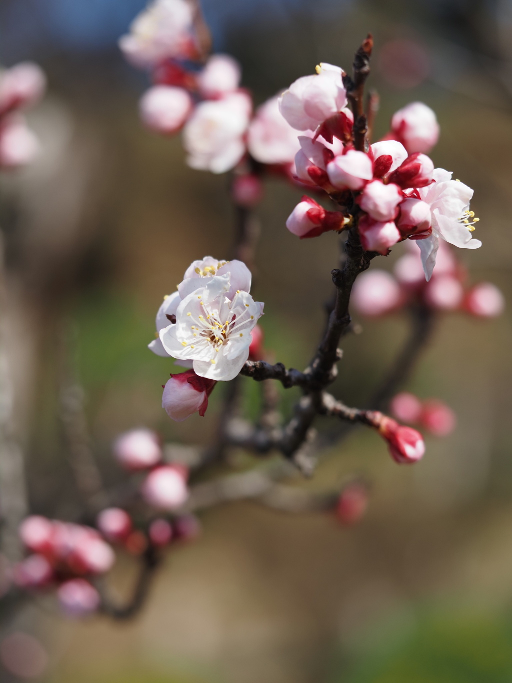 アンズの花