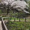 白金台の桜　3