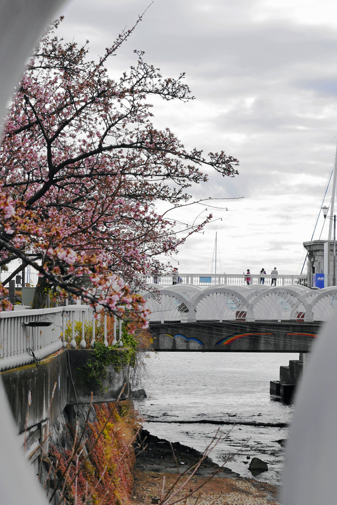 熱海 糸川河口