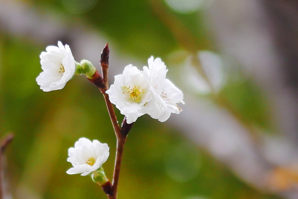 冬桜