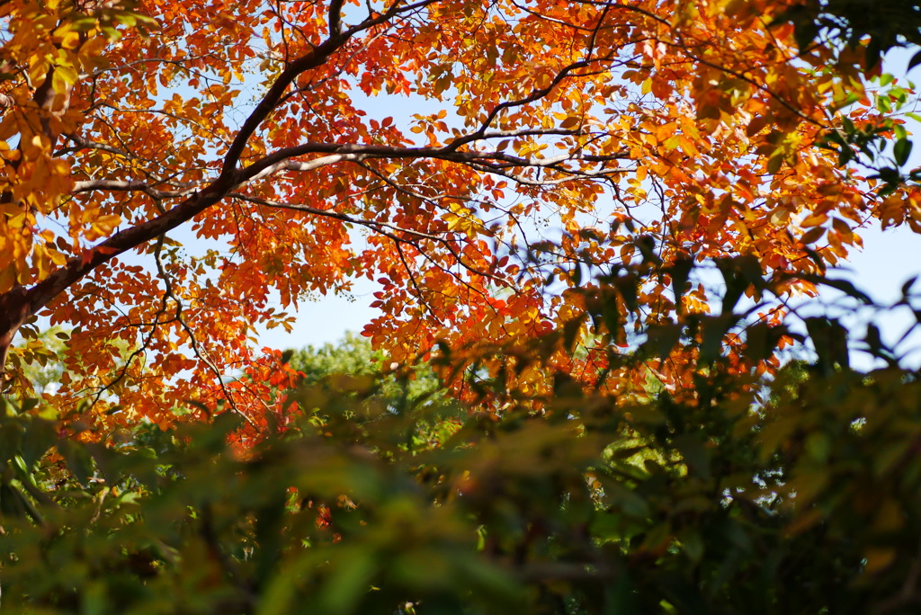 屋上庭園の紅葉