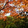 屋上庭園の紅葉