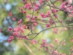 ソフトなメジロさん2