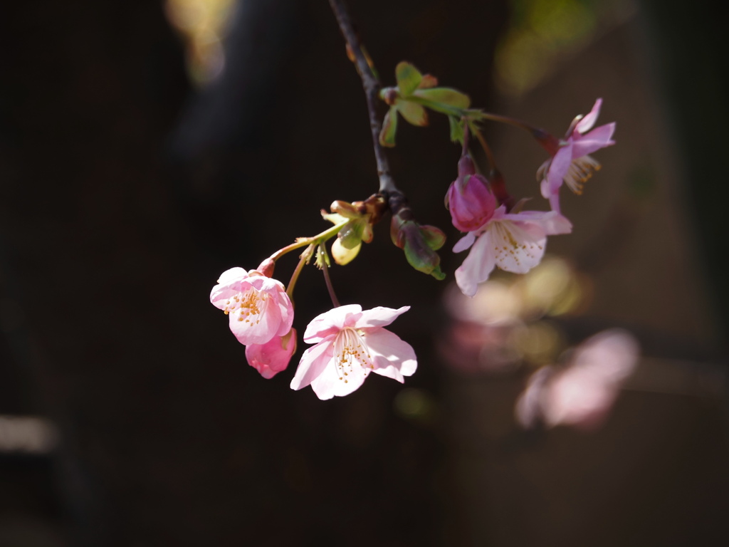 若木の河津桜