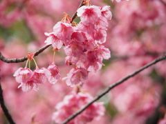 寒緋桜