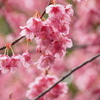 寒緋桜