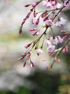 枝垂桜