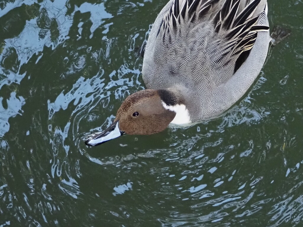 オナガガモ♂