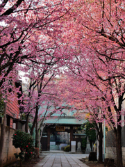 オカメ桜の参道