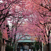 オカメ桜の参道