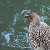 オナガガモ♀
