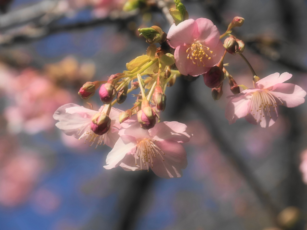 河津桜