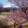 河津桜咲く