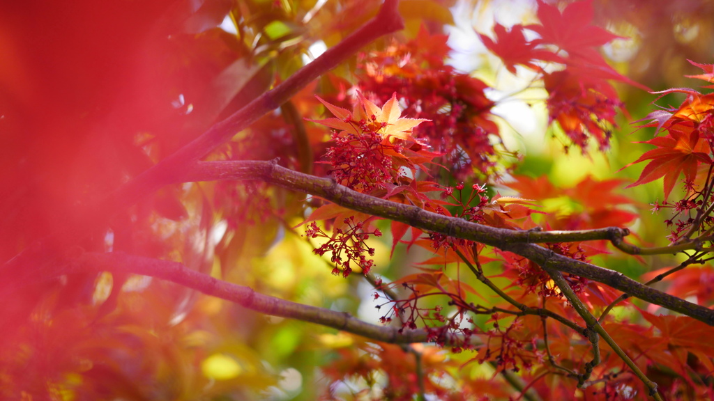 野村モミジの花