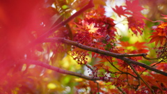 野村モミジの花