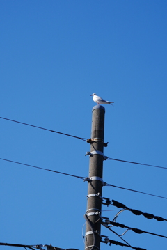 電柱にユリカモメ