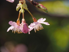 可愛い　河津桜