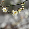 楚々とした白梅