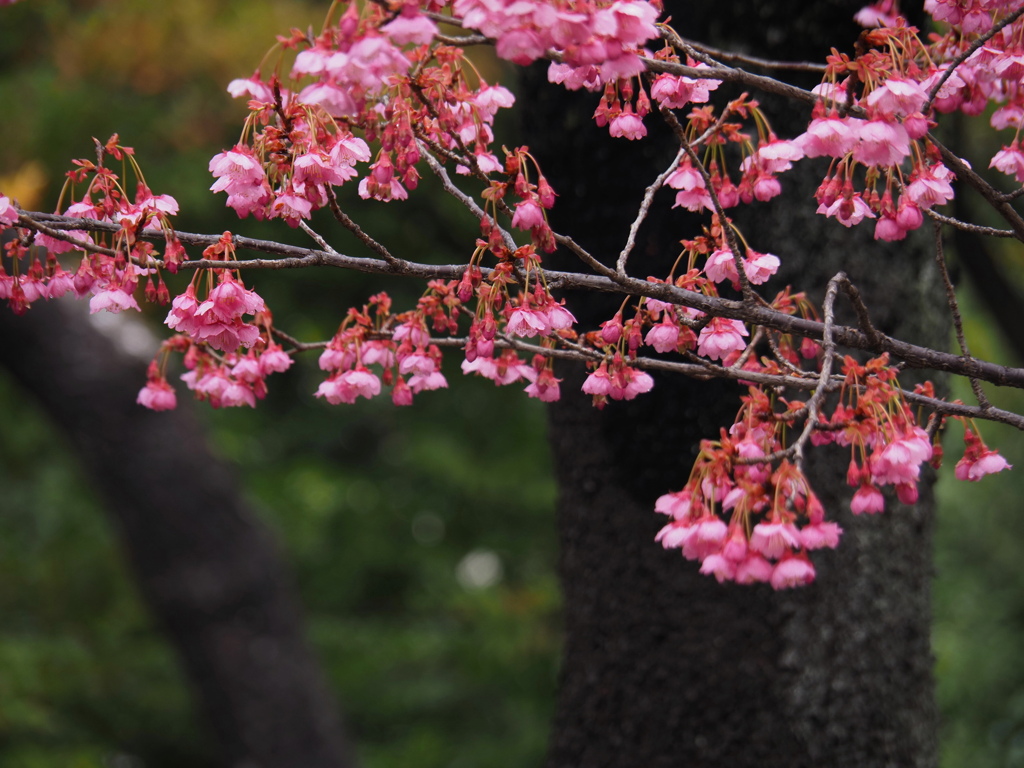 しっとりと寒緋桜